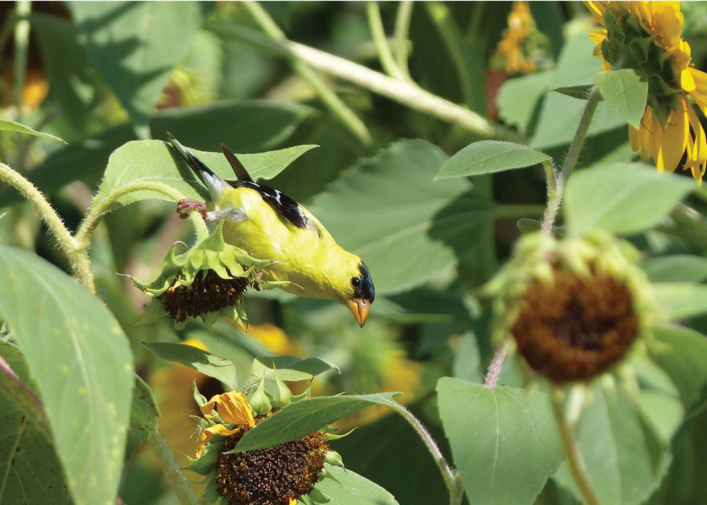 American Goldfinch Sept 27 2015