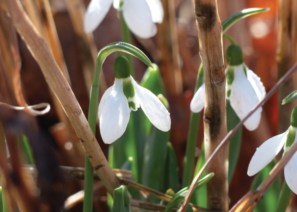 snowdrops